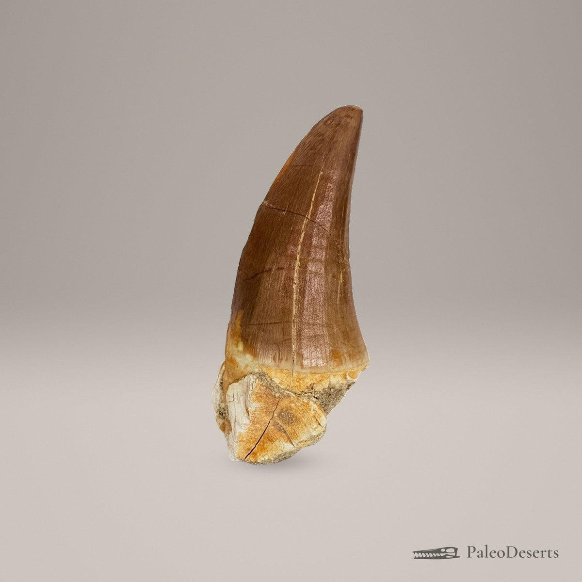 Mosasaur Tooth Fossil – second view