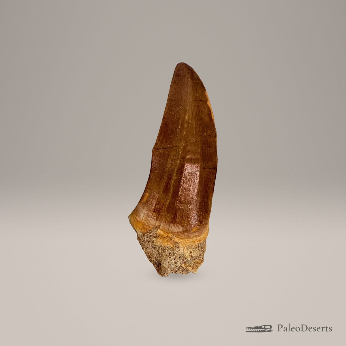 Mosasaur Tooth Fossil – 2.8 in (7 cm), Morocco – Specimen M-26 – view 4