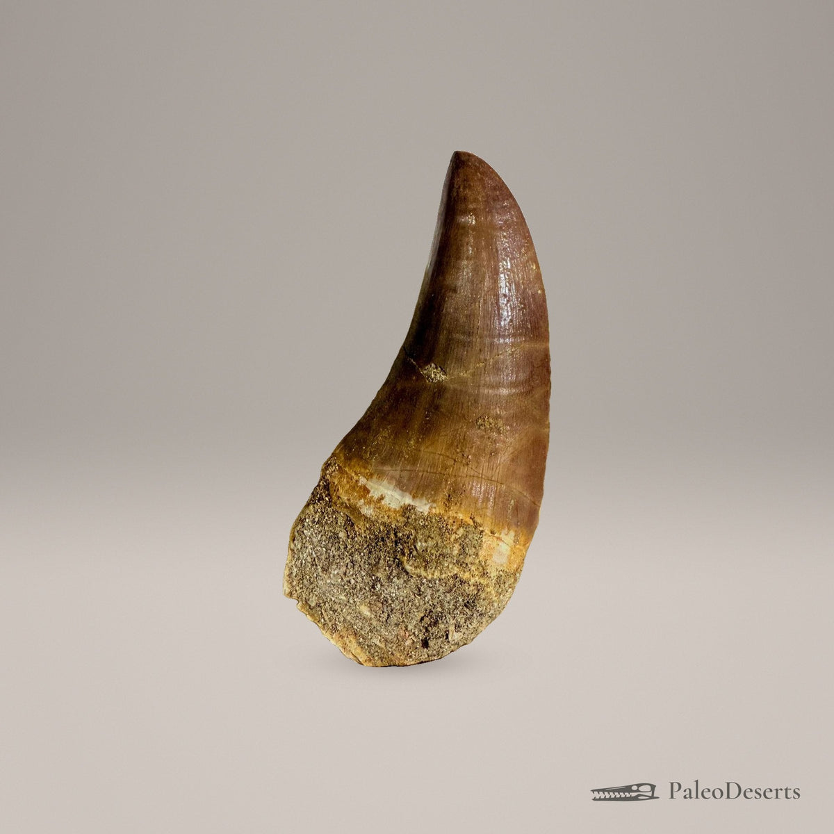 Mosasaur Tooth Fossil – 2.8 in (7 cm), Morocco – Specimen M-34 - PaleoDeserts