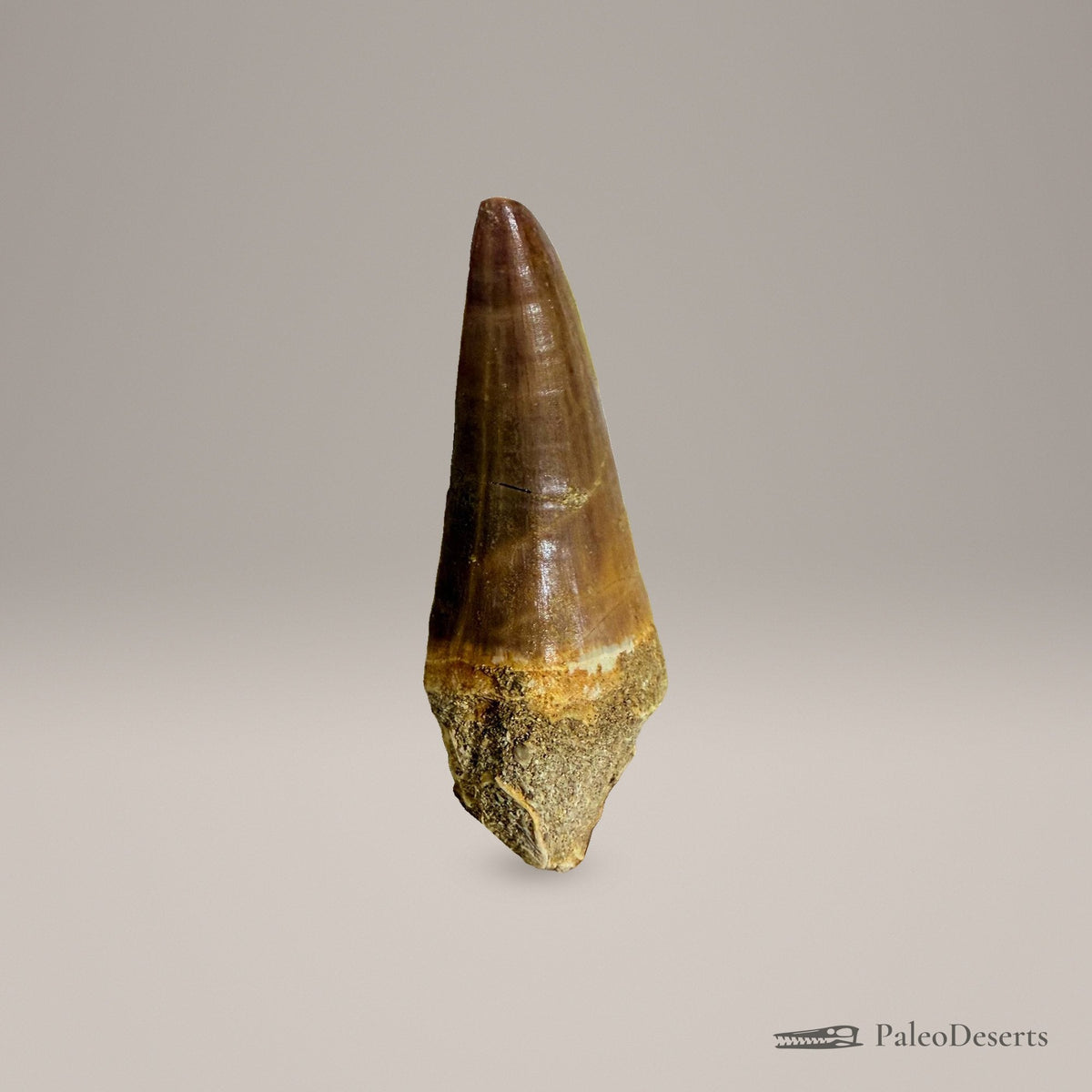 Mosasaur Tooth Fossil – second view