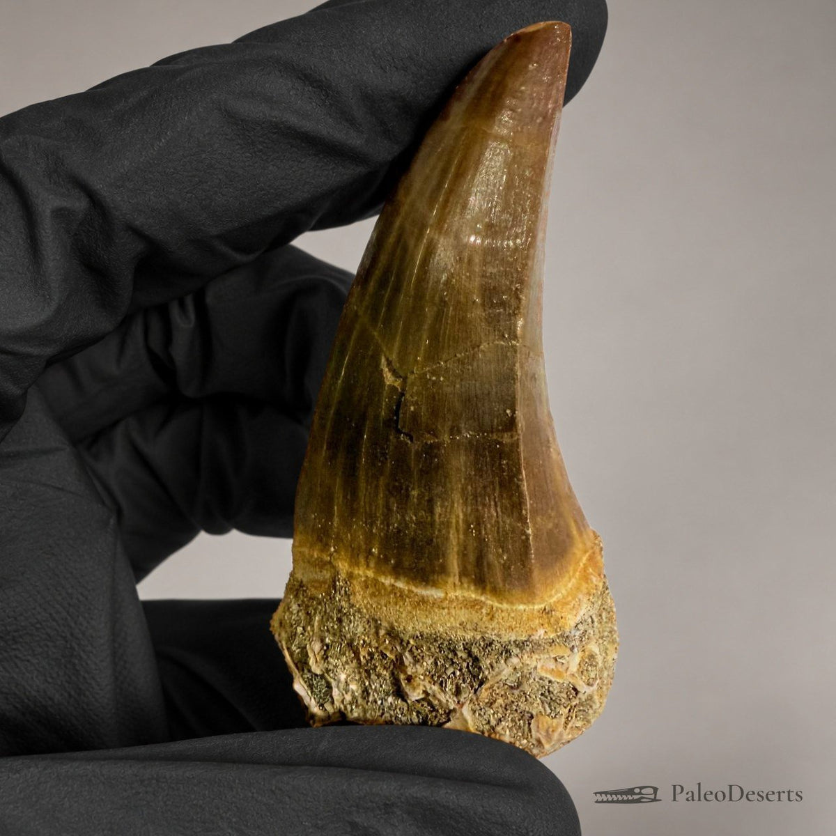 Mosasaur Tooth Fossil – 2.8 in (7 cm), Morocco – Specimen M-34 - PaleoDeserts