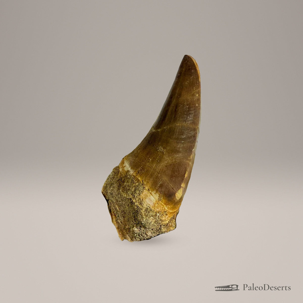 Mosasaur Tooth Fossil – 2.8 in (7 cm), Morocco – Specimen M-34 - PaleoDeserts