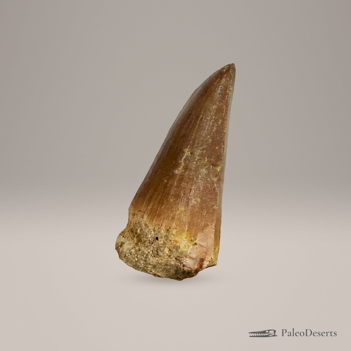 Mosasaur Tooth Fossil – 2.8 in (7 cm), Morocco – Specimen M-35 – view 3