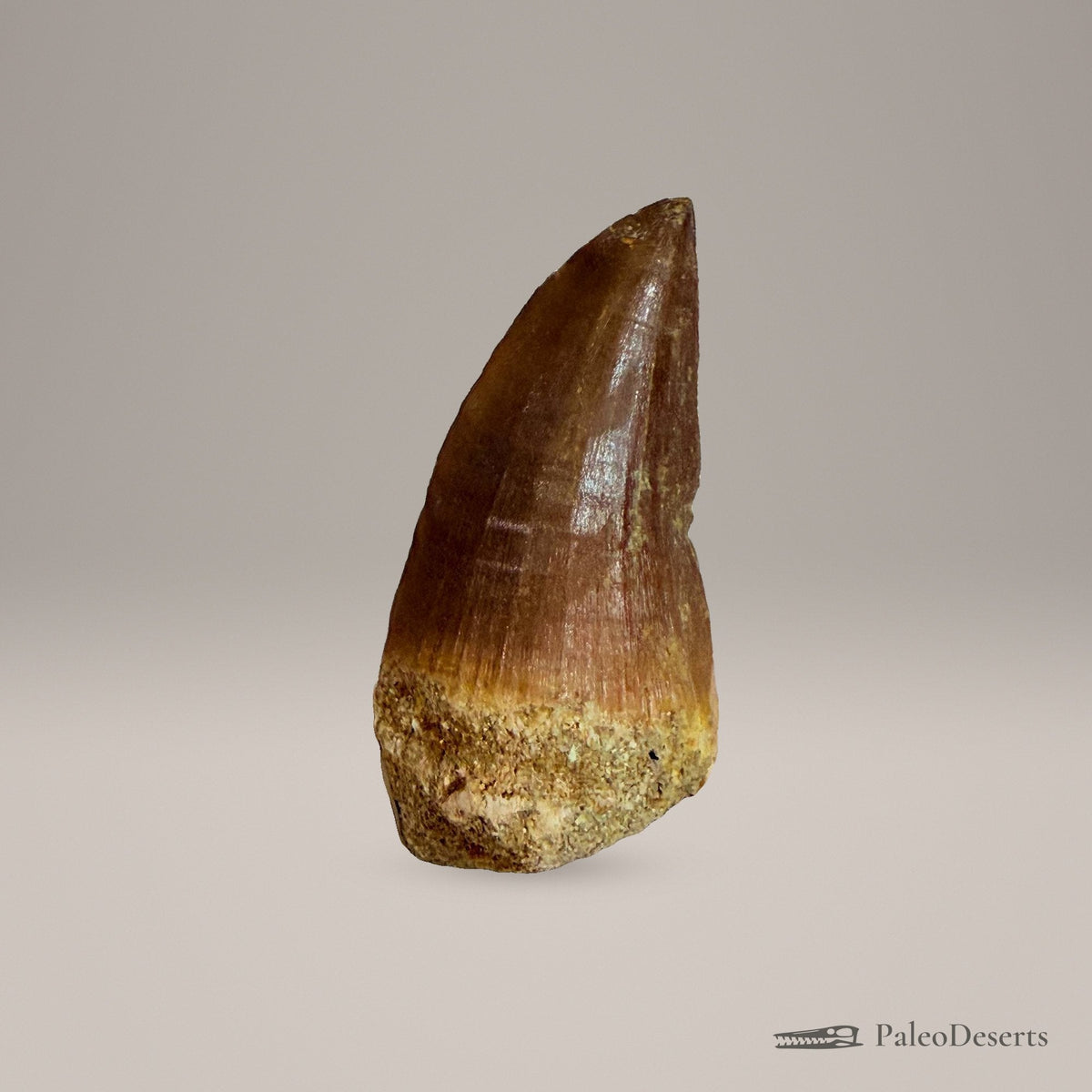 Mosasaur Tooth Fossil – second view