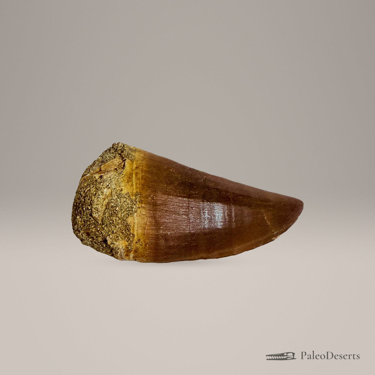 Mosasaur Tooth Fossil – 2.8 in (7 cm), Morocco – Specimen M-35 - PaleoDeserts