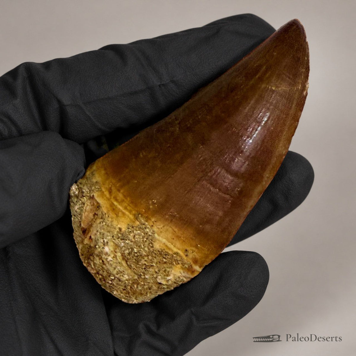 Mosasaur Tooth Fossil – 2.8 in (7 cm), Morocco – Specimen M-35 - PaleoDeserts