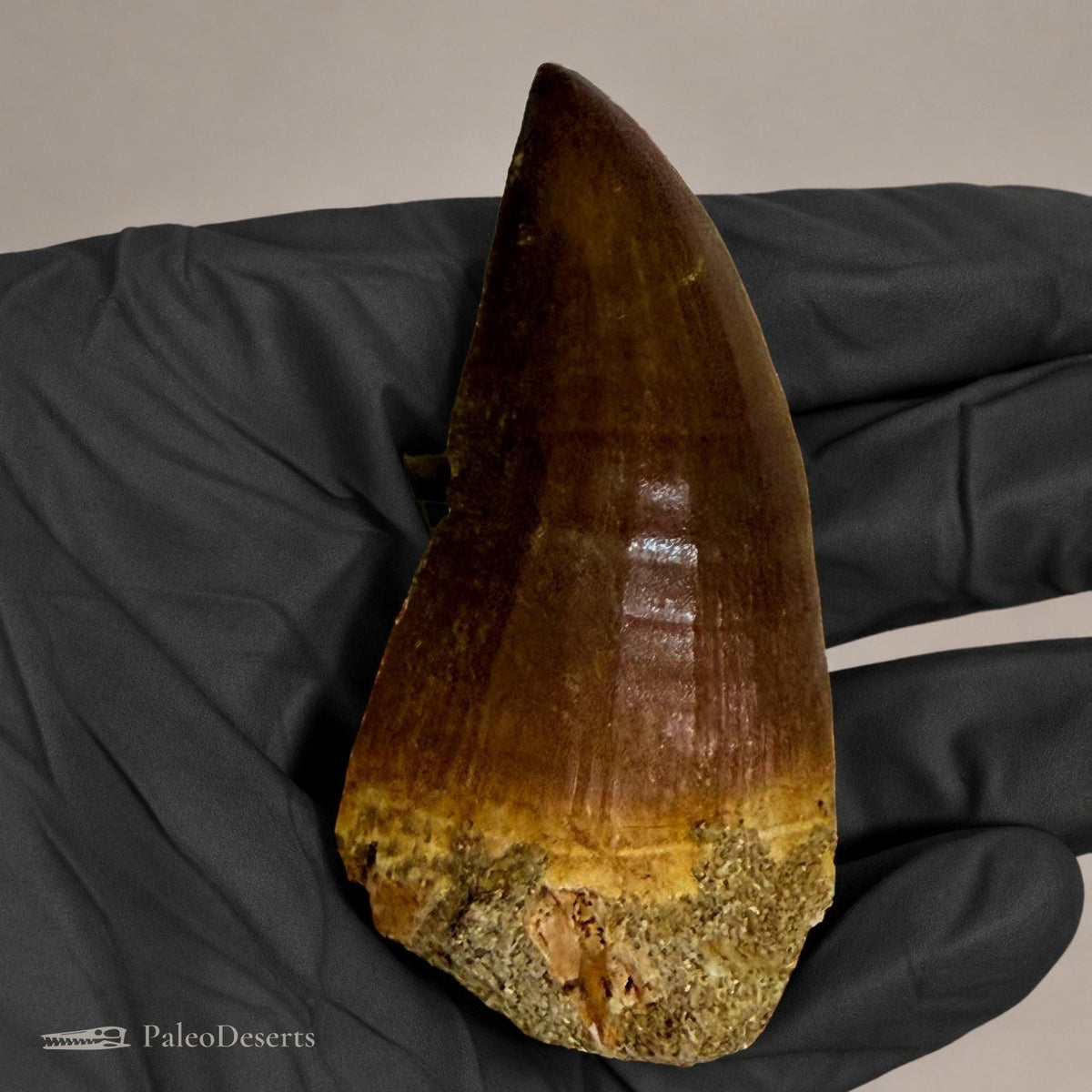 Mosasaur Tooth Fossil – 2.8 in (7 cm), Morocco – Specimen M-35 – view 5