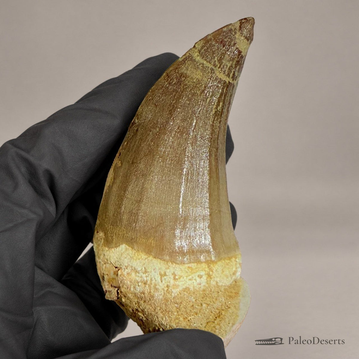 Mosasaur Tooth Fossil – 2.8 in (7 cm), Morocco – Specimen M-36 – view 4