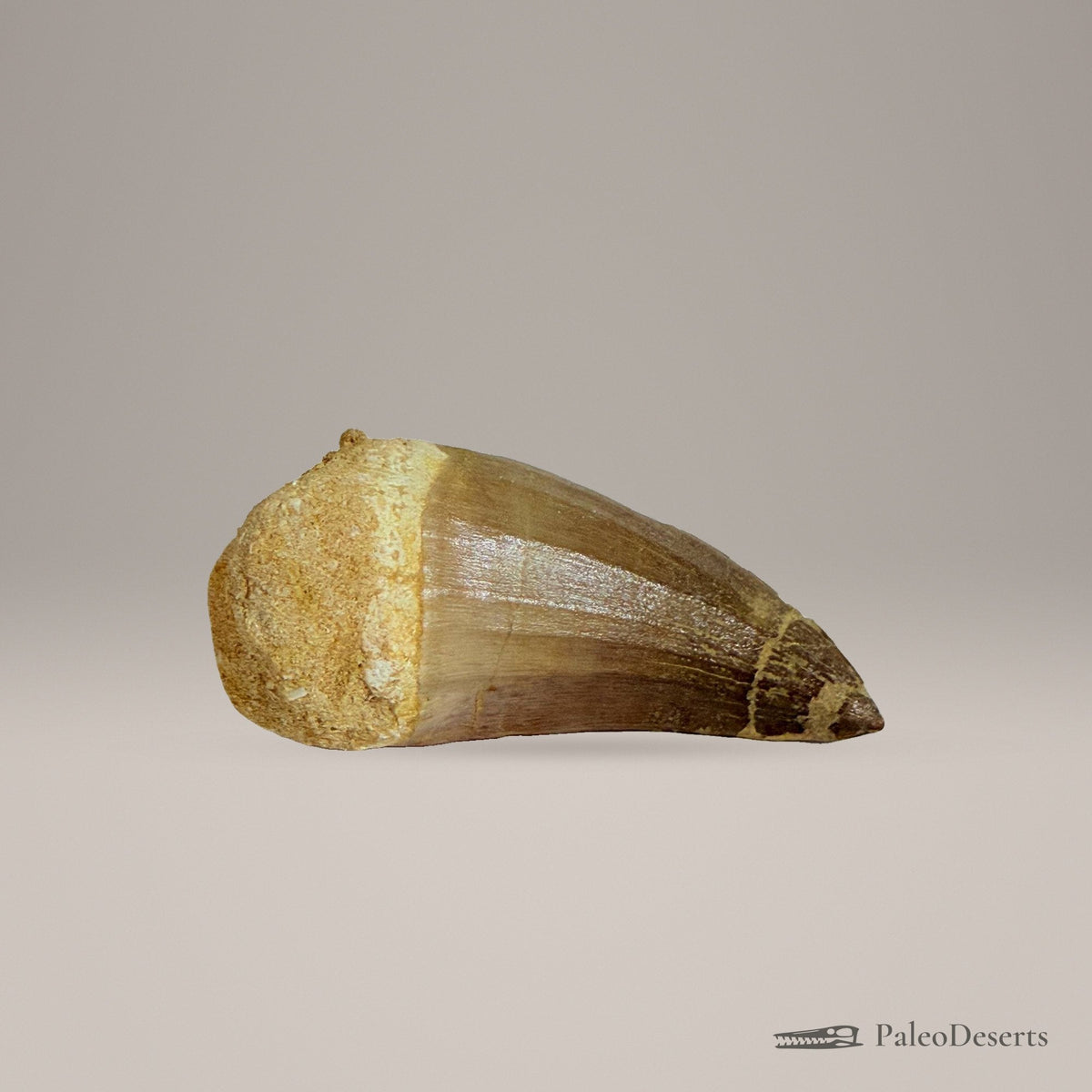 Mosasaur Tooth Fossil – 2.8 in (7 cm), Morocco – Specimen M-36 – view 3