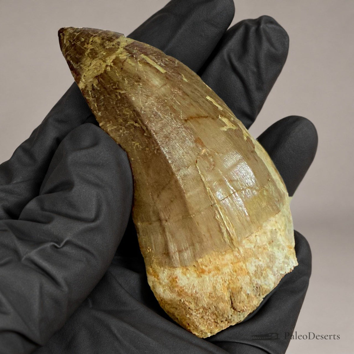 Mosasaur Tooth Fossil – 2.8 in (7 cm), Morocco – Specimen M-36 – view 1