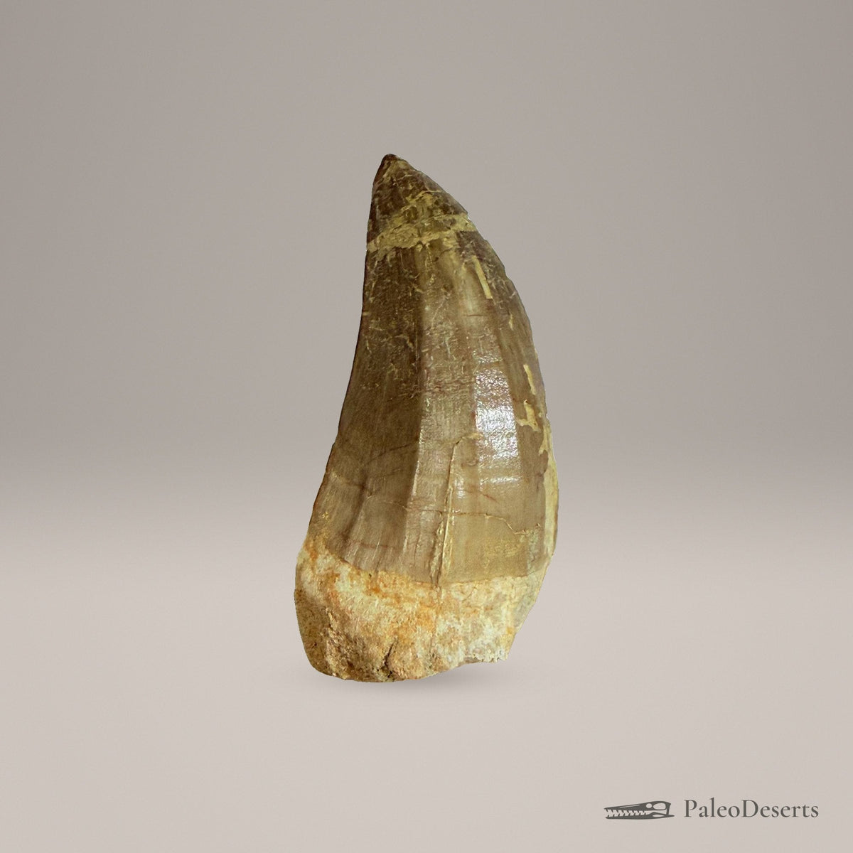 Mosasaur Tooth Fossil – 2.8 in (7 cm), Morocco – Specimen M-36 – view 2
