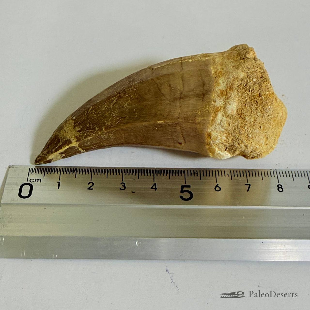 Mosasaur Tooth Fossil – 2.8 in (7 cm), Morocco – Specimen M-36 – view 5