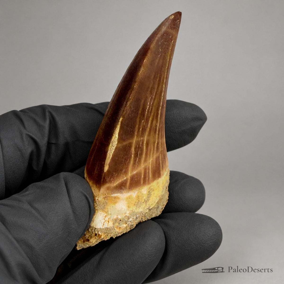 Mosasaur Tooth Fossil – 2.8 in (7.0 cm), Morocco – Specimen M-37 - PaleoDeserts