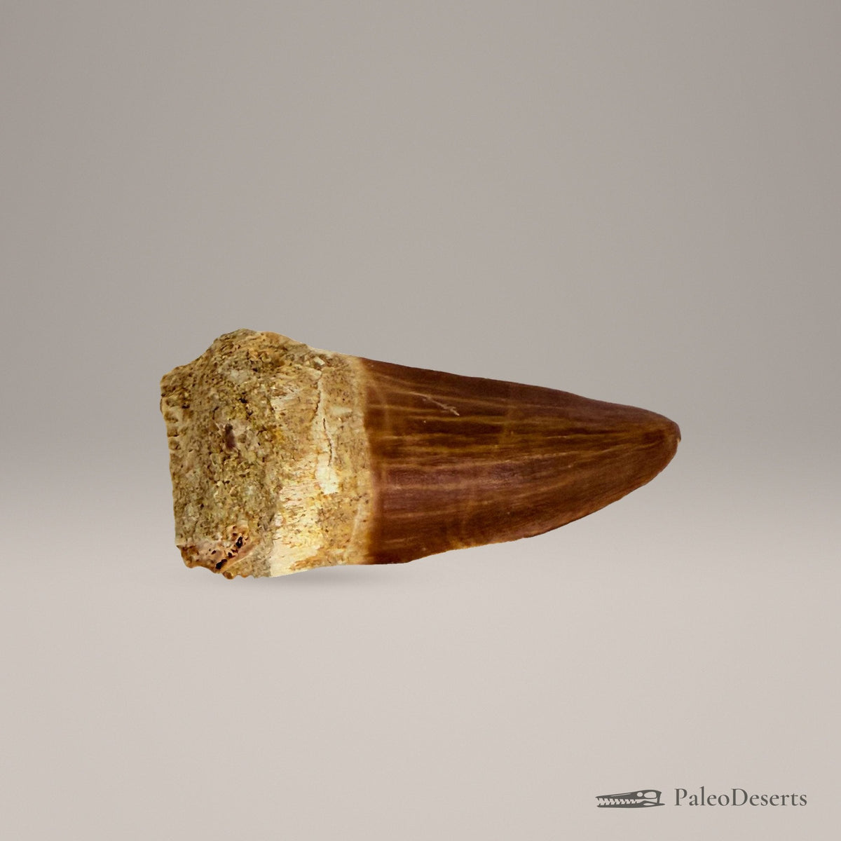 Mosasaur Tooth Fossil – second view