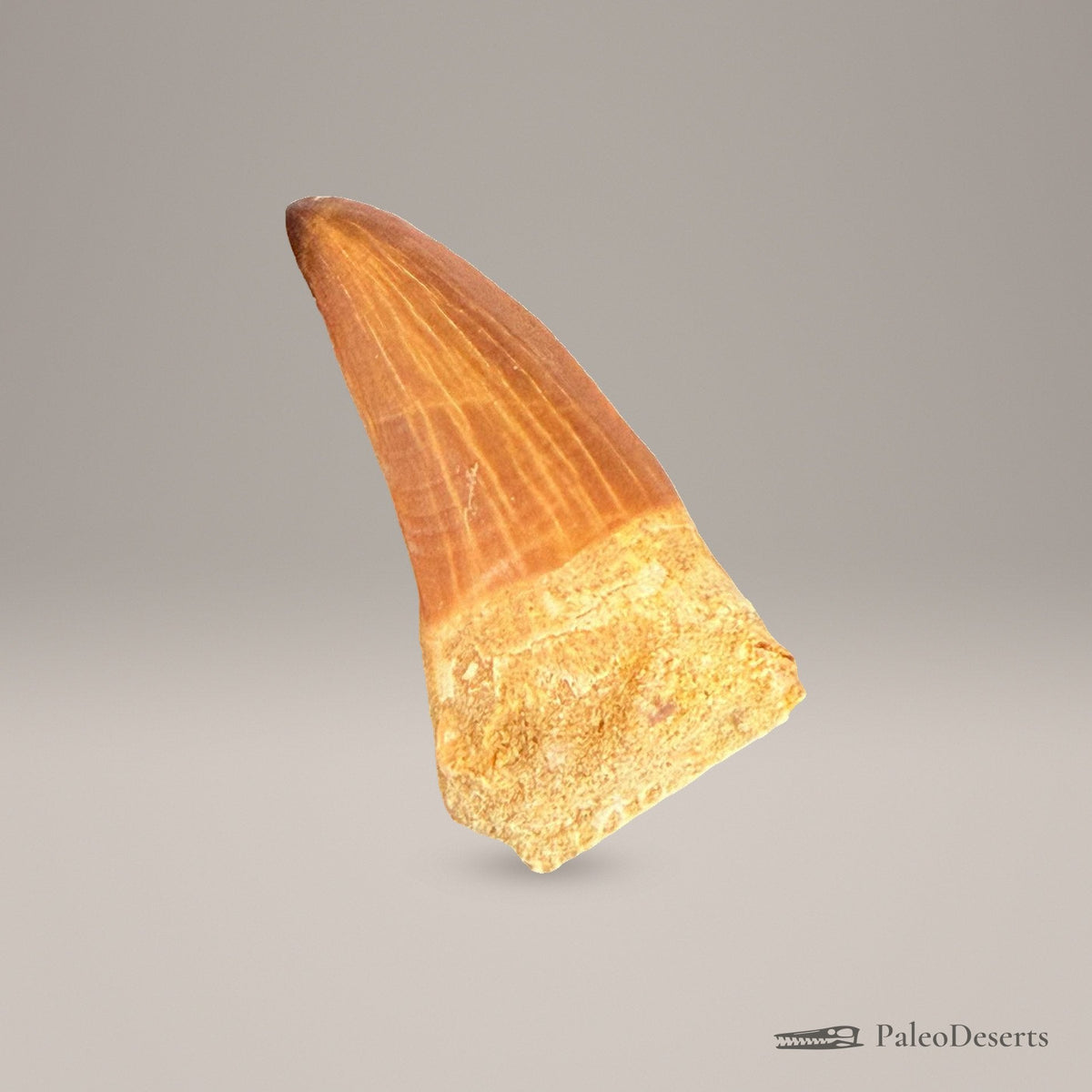 Mosasaur Tooth Fossil – 2.8 in (7.0 cm), Morocco – Specimen M-37 – view 4