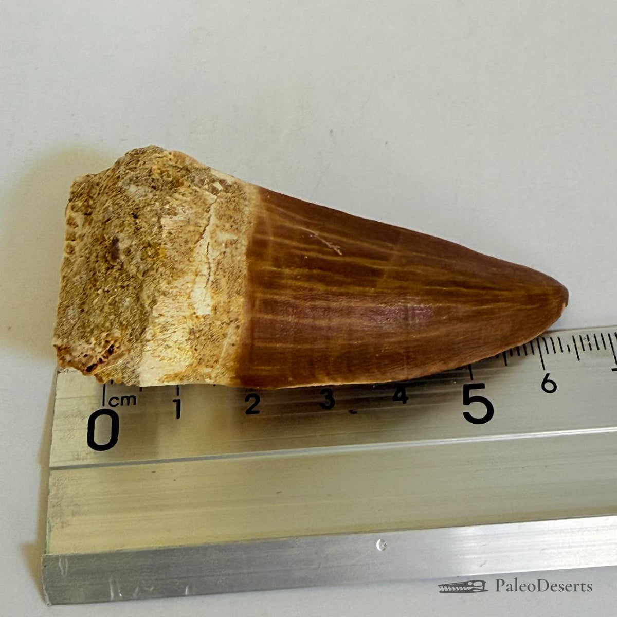 Mosasaur Tooth Fossil – 2.8 in (7.0 cm), Morocco – Specimen M-37 – view 5