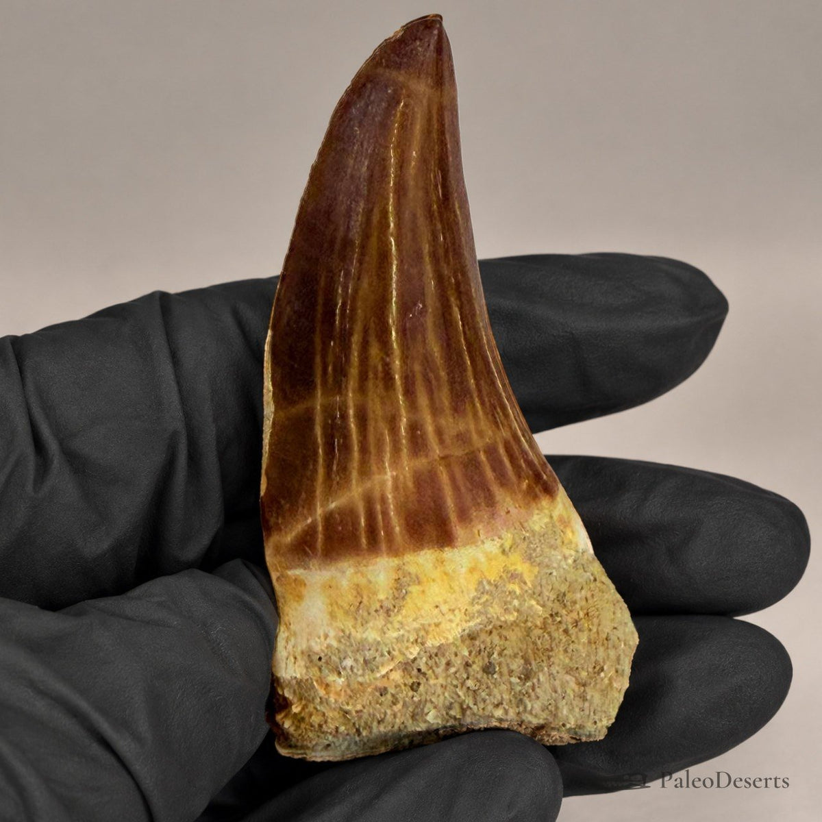 Mosasaur Tooth Fossil – 2.8 in (7.0 cm), Morocco – Specimen M-37