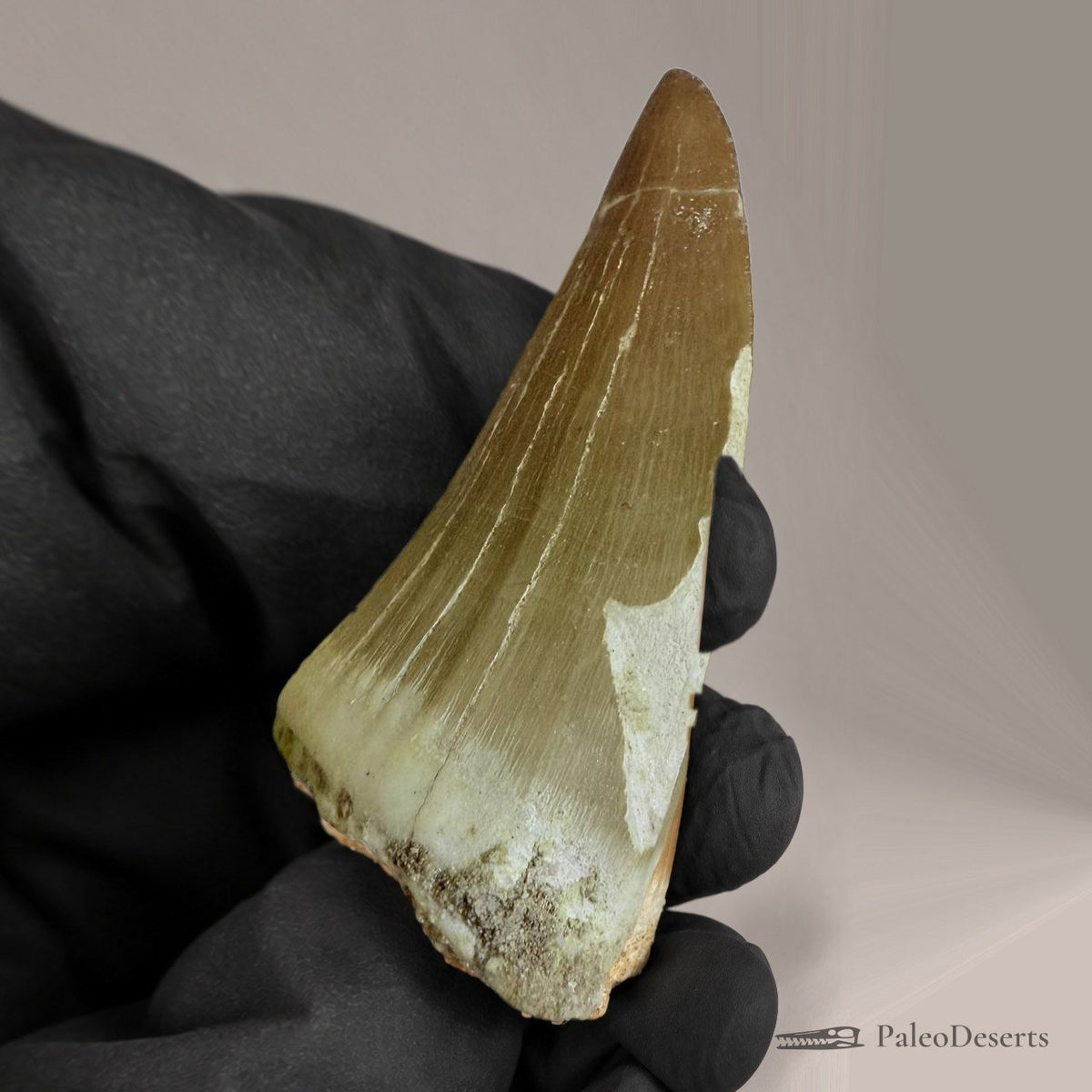Mosasaurus beaugei Tooth Fossil – 2.4 in (6.0 cm), Morocco – view 5