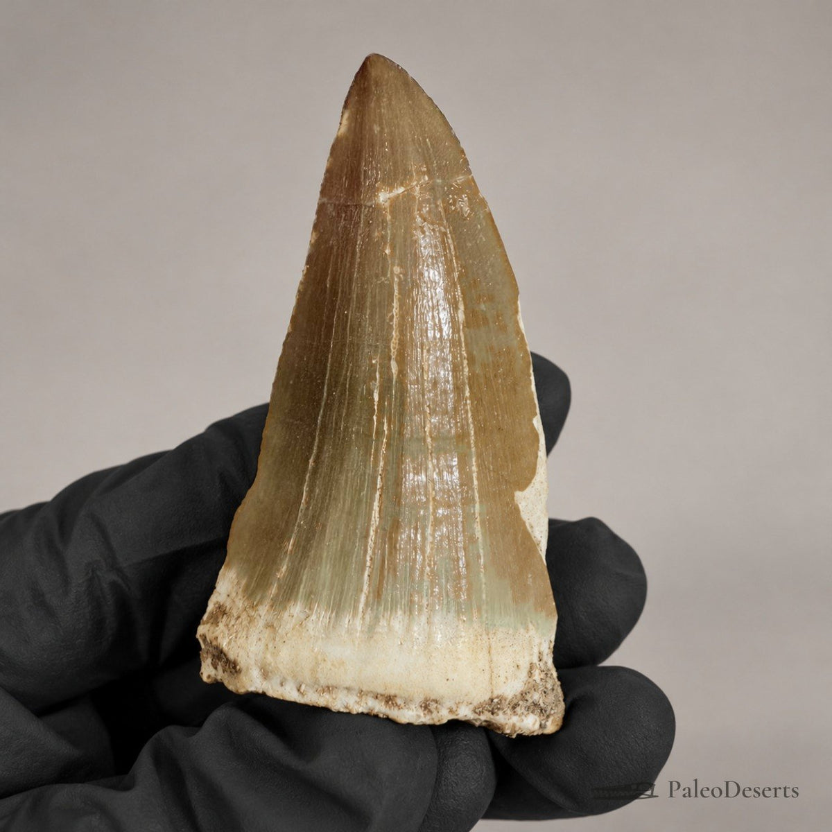 Mosasaurus beaugei Tooth Fossil – 2.4 in (6.0 cm), Morocco – view 1