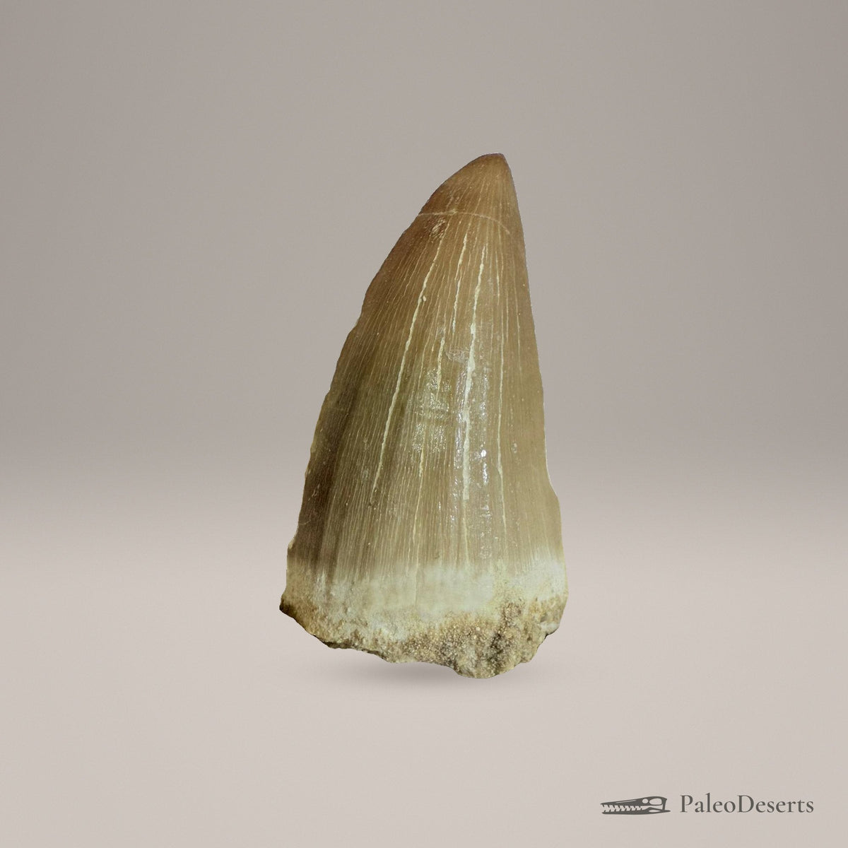 Mosasaurus beaugei Tooth Fossil – second view