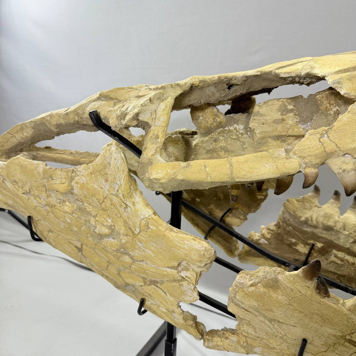 Mosasaurus Currii Skull Fossil, 43.3 in / 120 cm – AD-16964 - PaleoDeserts