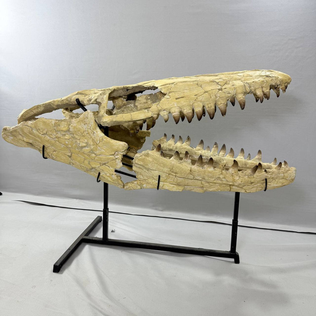 Mosasaurus Currii Skull Fossil, 43.3 in / 120 cm – AD-16964 - PaleoDeserts