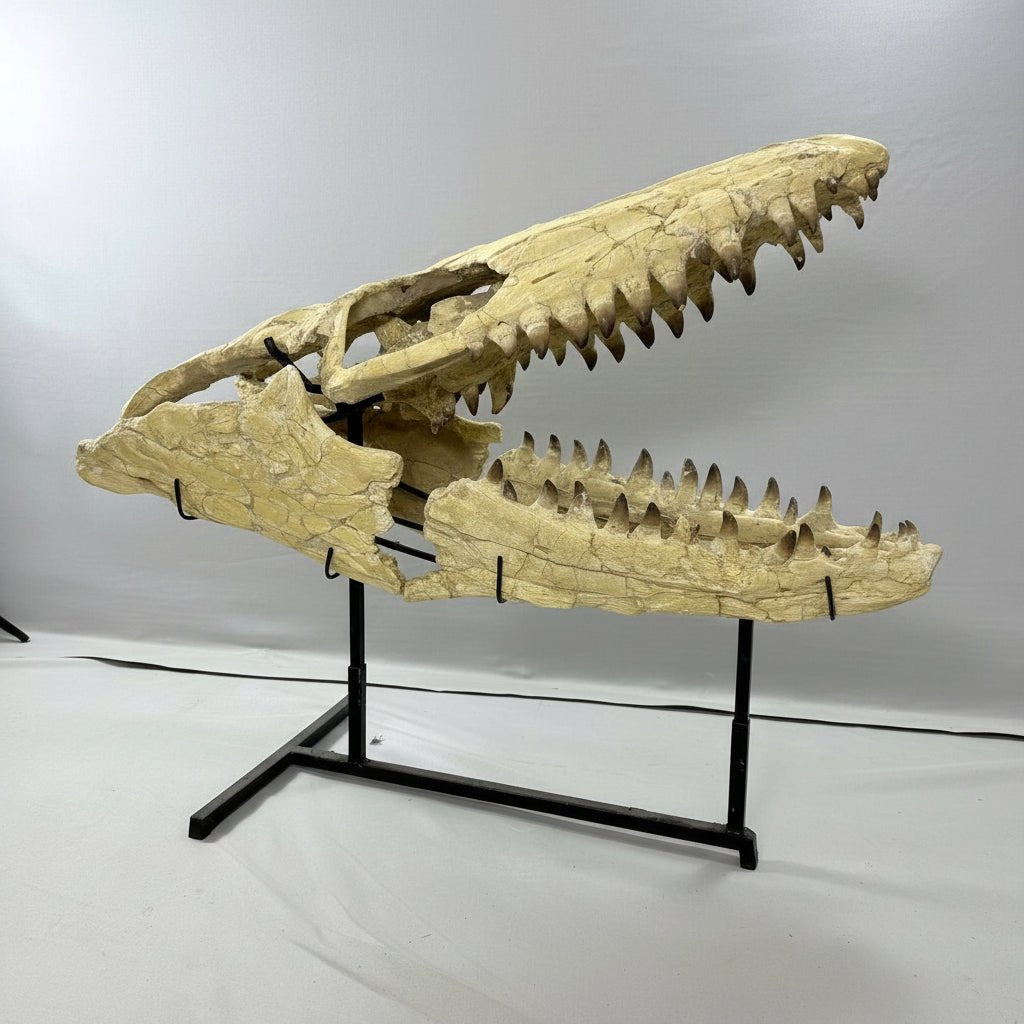 Mosasaurus Currii Skull Fossil, 43.3 in / 120 cm – AD-16964 - PaleoDeserts