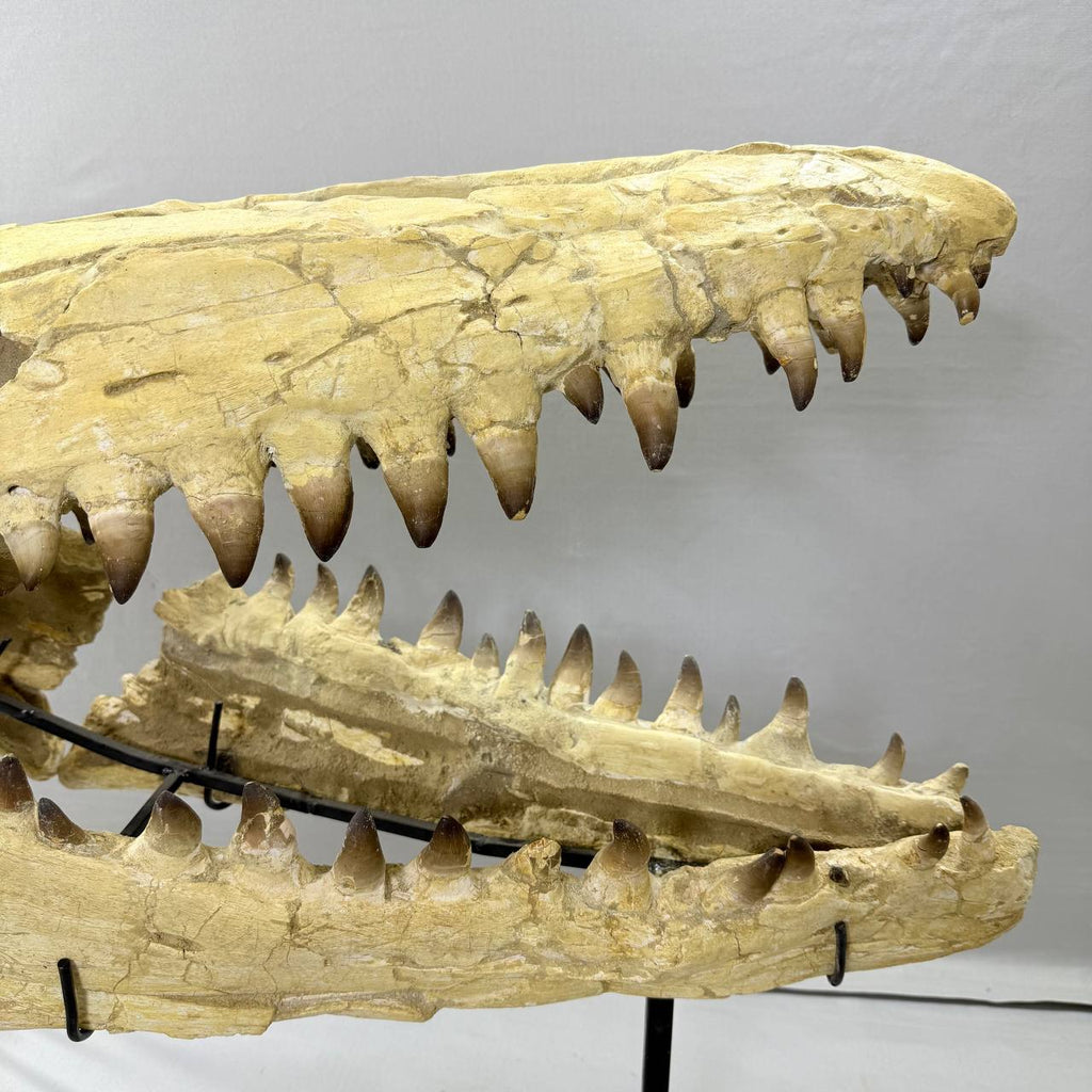 Mosasaurus Currii Skull Fossil, 43.3 in / 120 cm – AD-16964 - PaleoDeserts