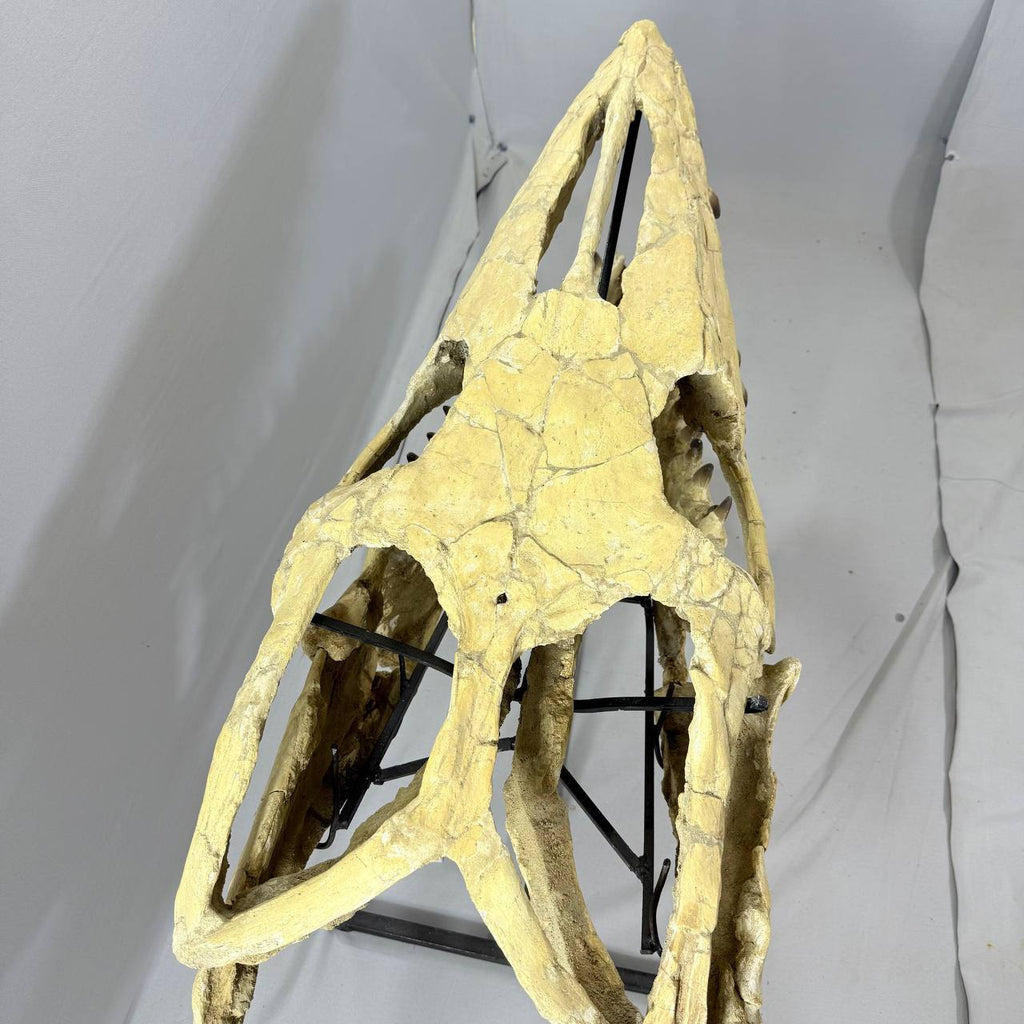 Mosasaurus Currii Skull Fossil, 43.3 in / 120 cm – AD-16964 - PaleoDeserts