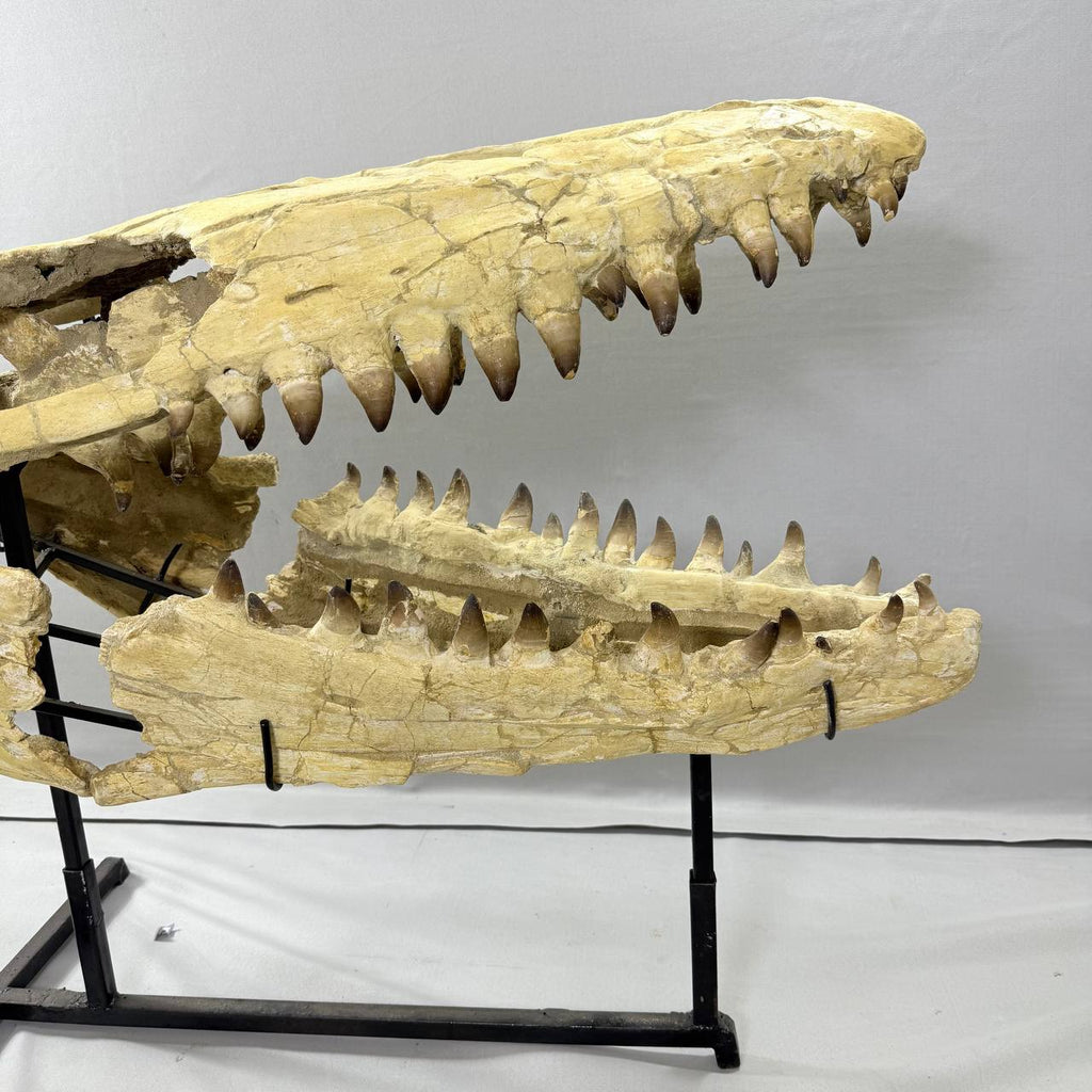 Mosasaurus Currii Skull Fossil, 43.3 in / 120 cm – AD-16964 - PaleoDeserts
