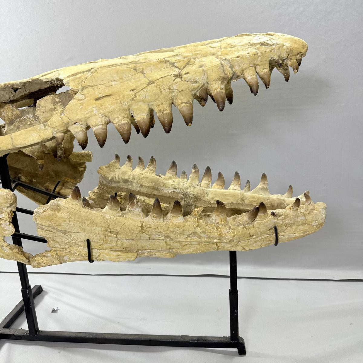 Mosasaurus Currii Skull Fossil, 43.3 in / 120 cm – AD-16964 - PaleoDeserts