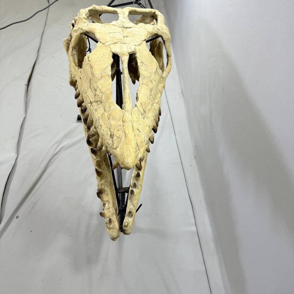 Mosasaurus Currii Skull Fossil, 43.3 in / 120 cm – AD-16964 - PaleoDeserts