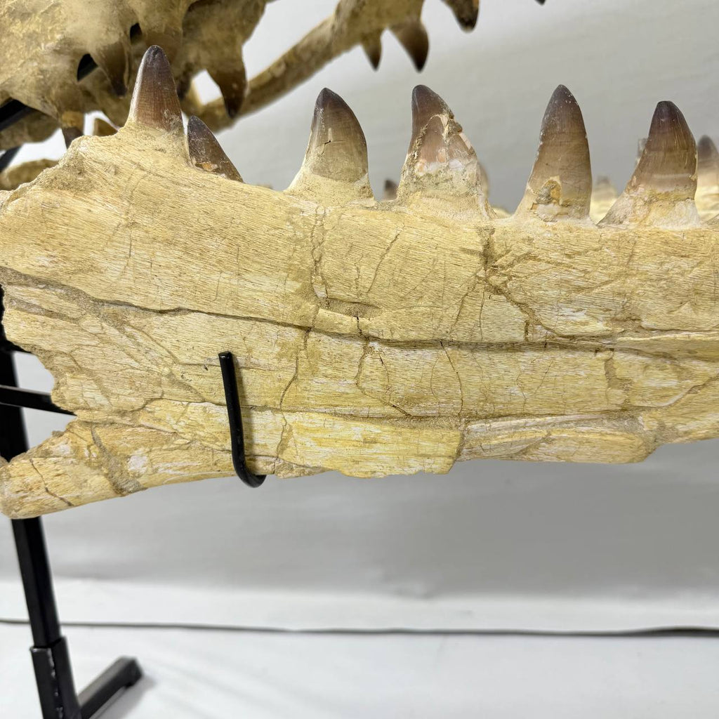 Mosasaurus Currii Skull Fossil, 43.3 in / 120 cm – AD-16964 - PaleoDeserts