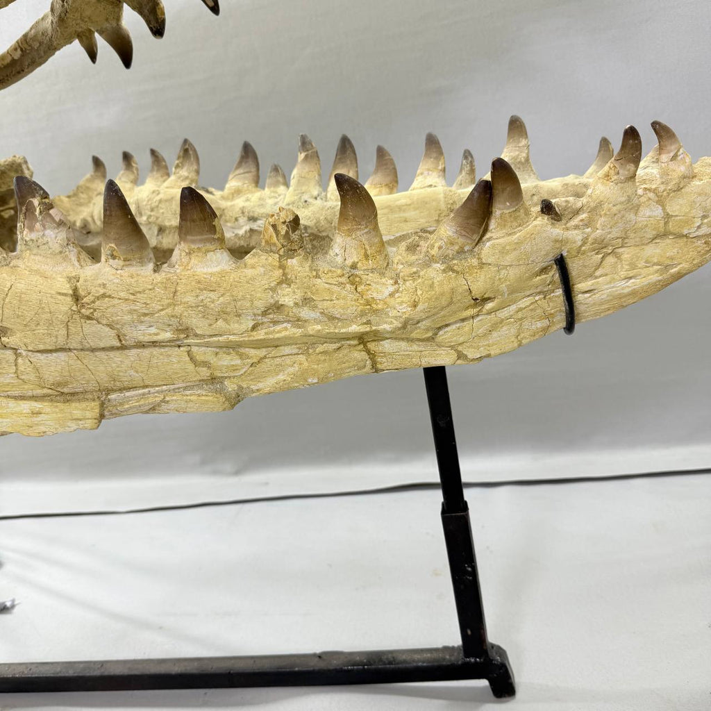 Mosasaurus Currii Skull Fossil, 43.3 in / 120 cm – AD-16964 - PaleoDeserts