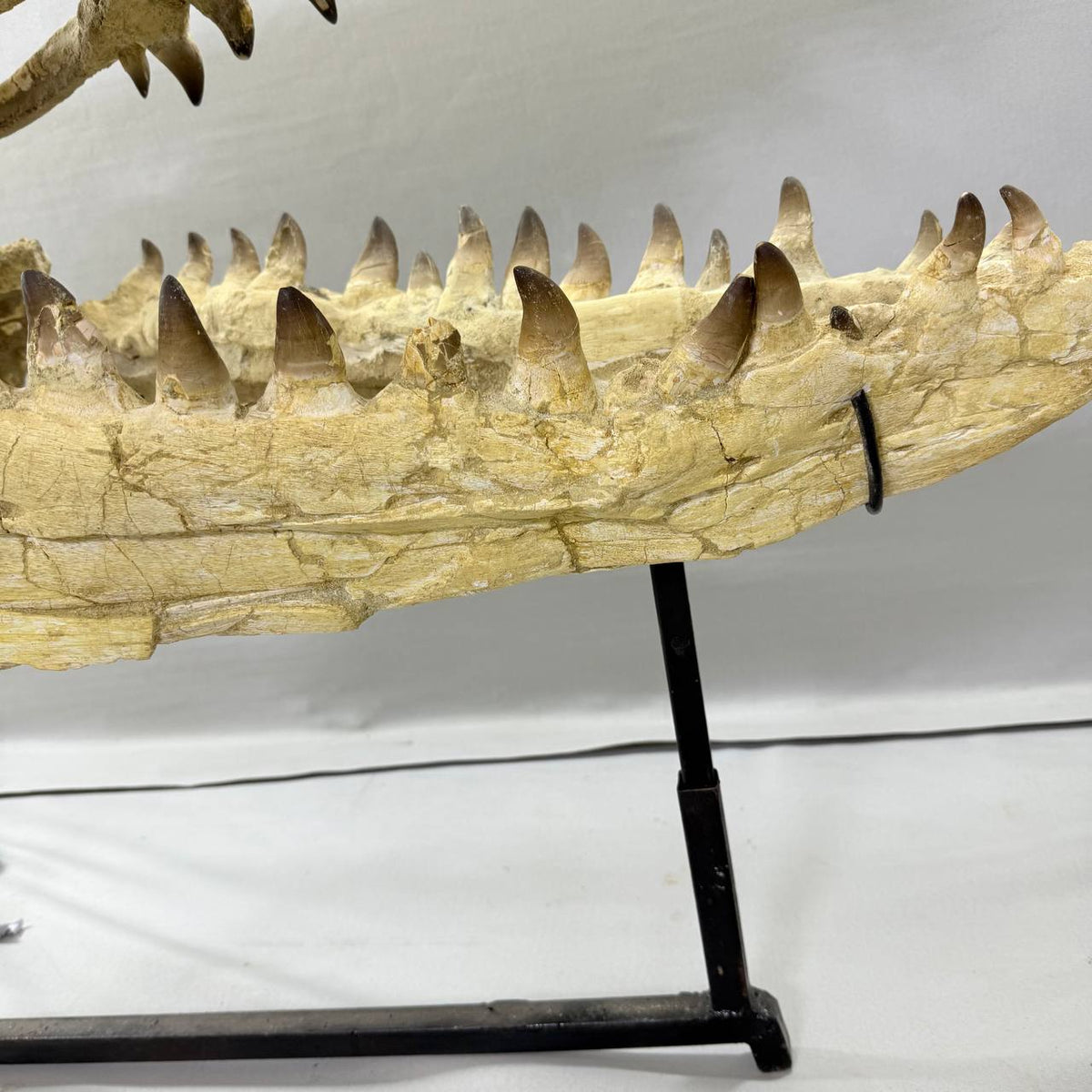 Mosasaurus Currii Skull Fossil, 43.3 in / 120 cm – AD-16964 - PaleoDeserts