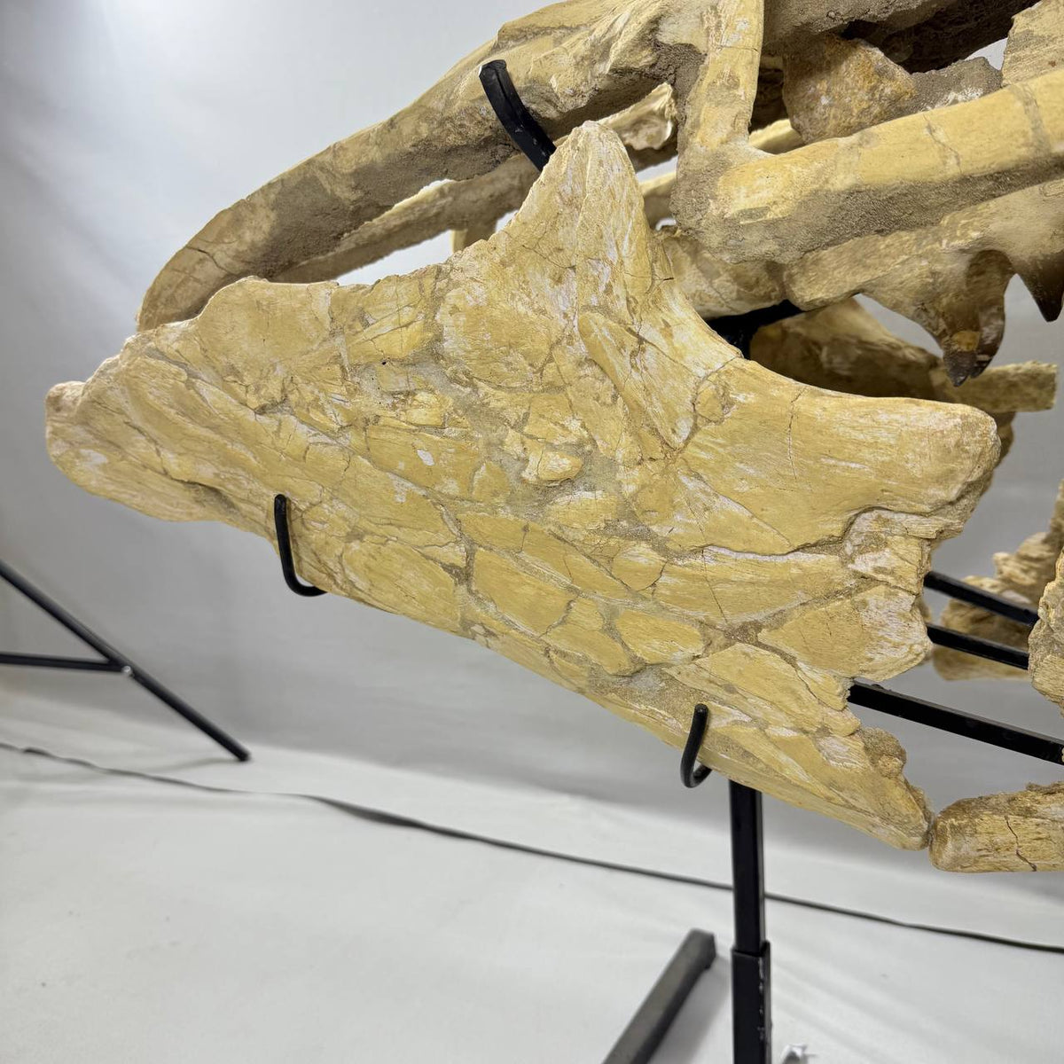 Mosasaurus Currii Skull Fossil, 43.3 in / 120 cm – AD-16964 - PaleoDeserts