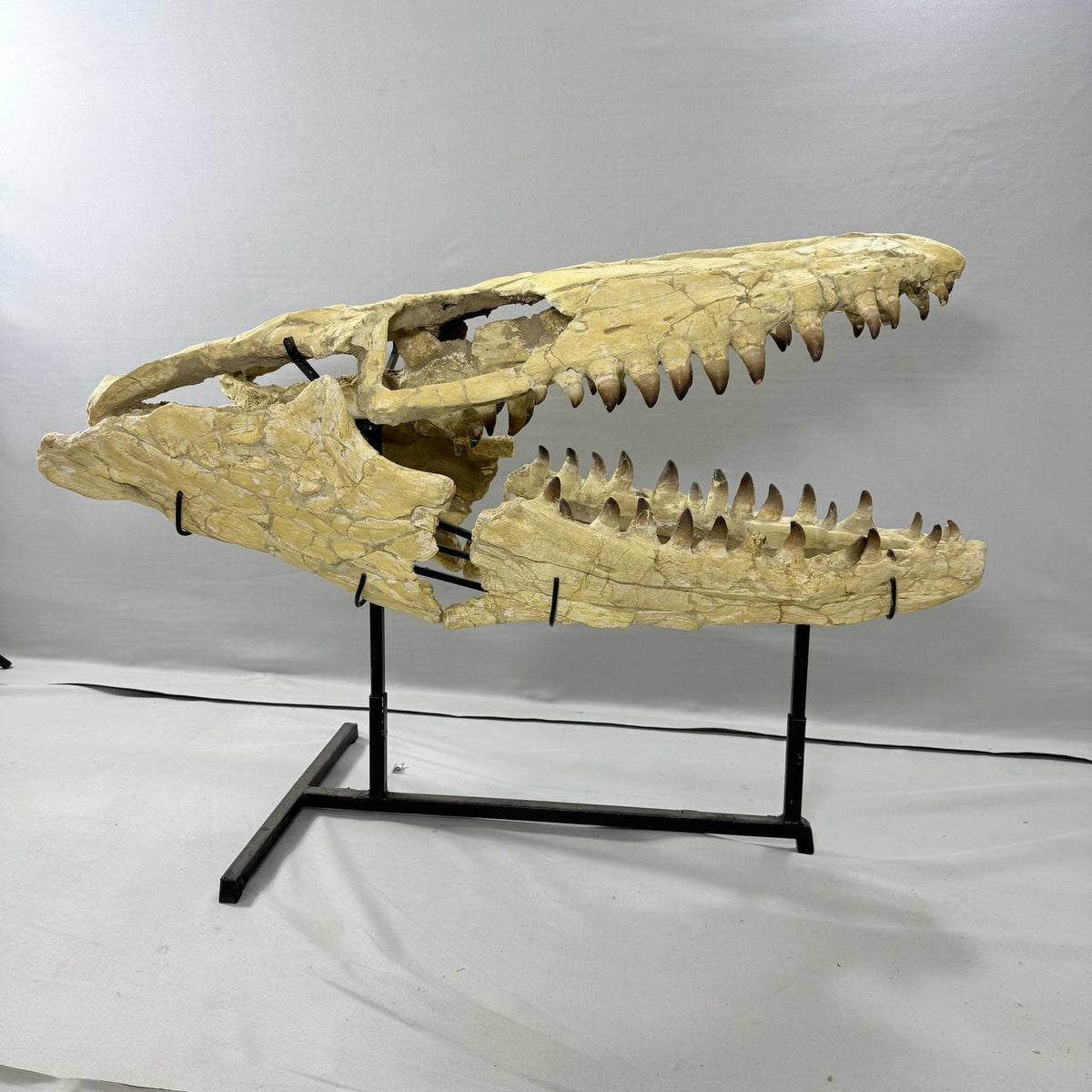 Mosasaurus currii Skull Fossil – 43.3 in (120 cm), Sidi Chennane, Morocco