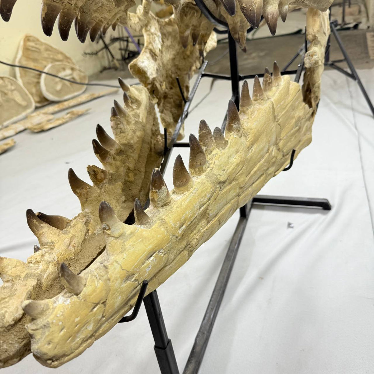 Mosasaurus Currii Skull Fossil, 43.3 in / 120 cm – AD-16964 - PaleoDeserts