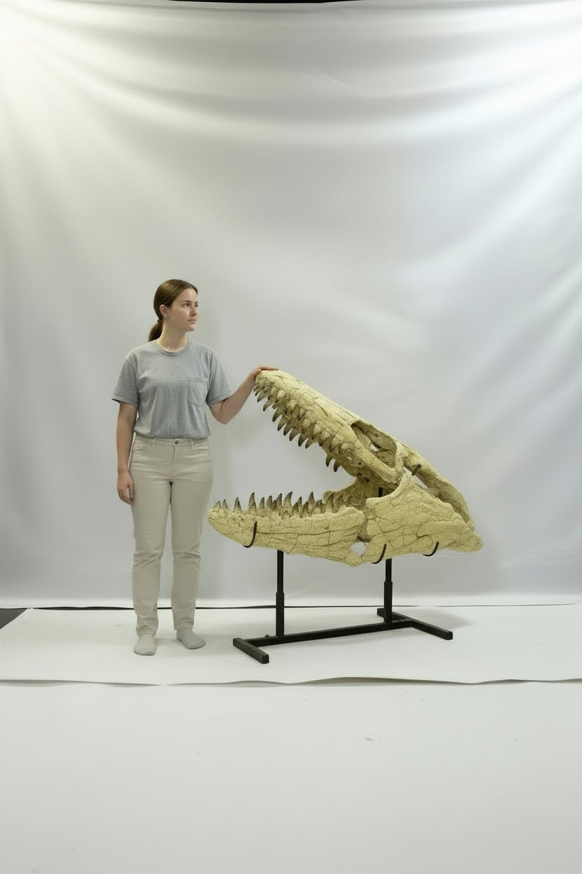 Mosasaurus Currii Skull Fossil, 43.3 in / 120 cm – AD-16964 - PaleoDeserts