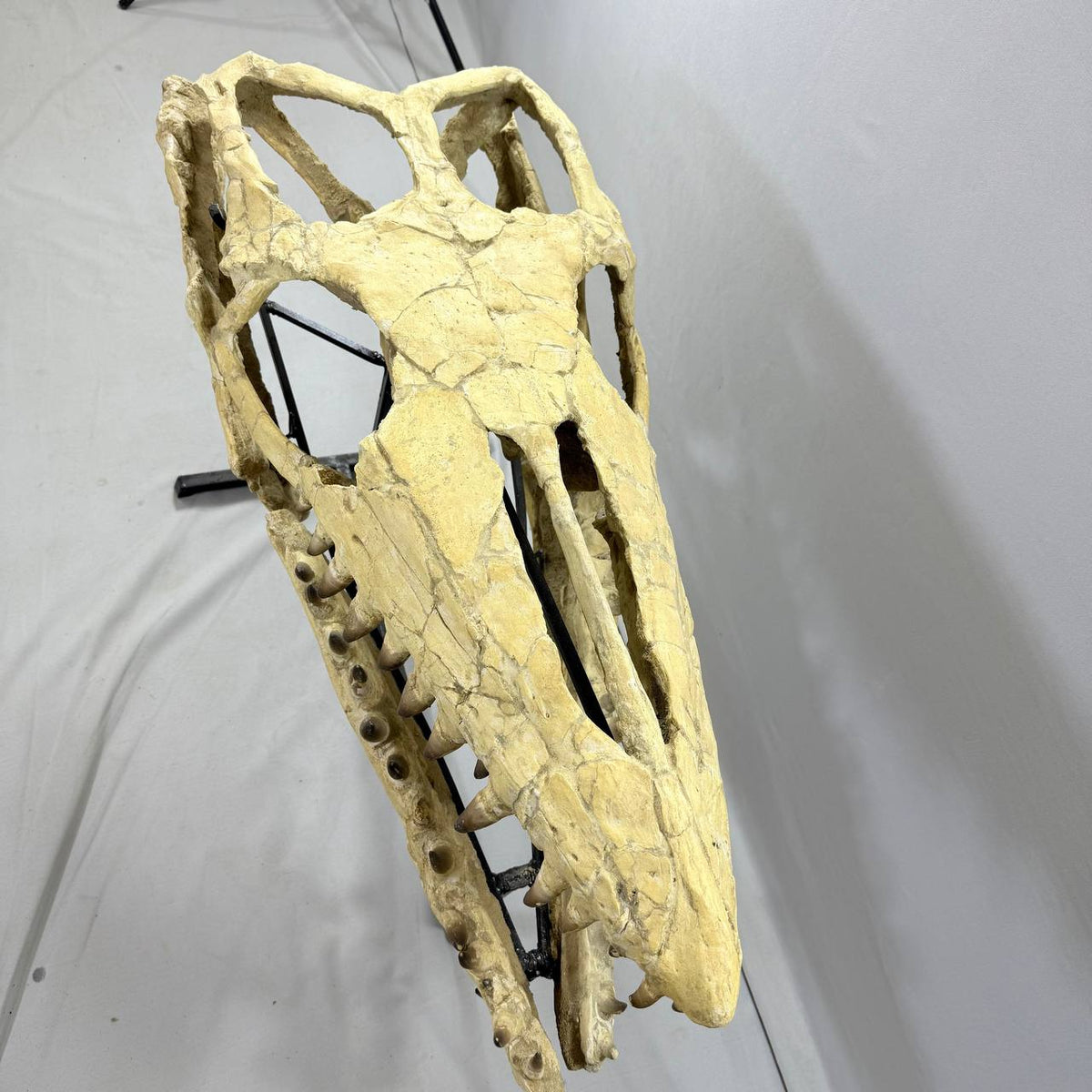 Mosasaurus Currii Skull Fossil, 43.3 in / 120 cm – AD-16964 - PaleoDeserts