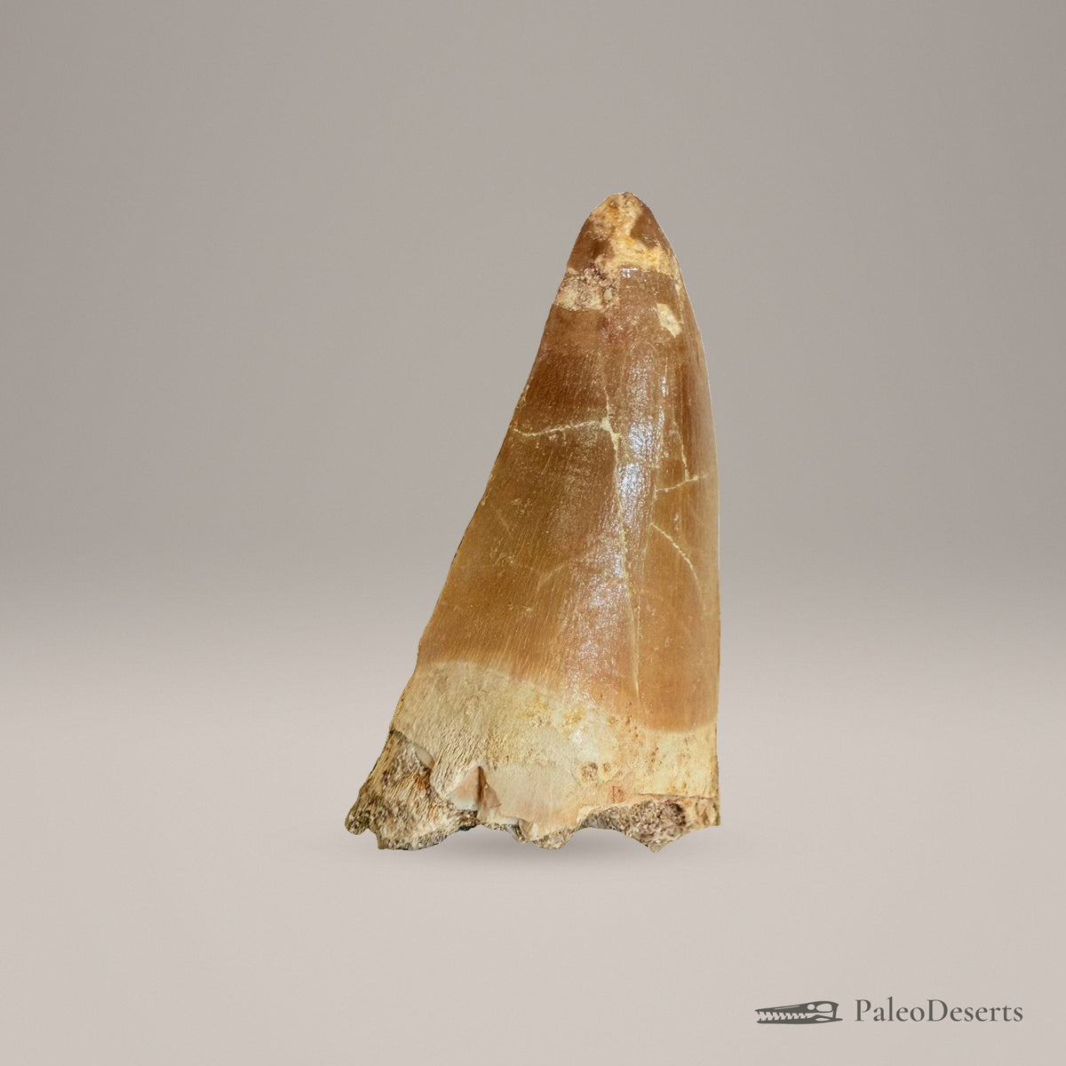 Mosasaurus hoffmanni Tooth Fossil – 2.4 in (6.0 cm), Morocco – Specimen M-45 – view 3