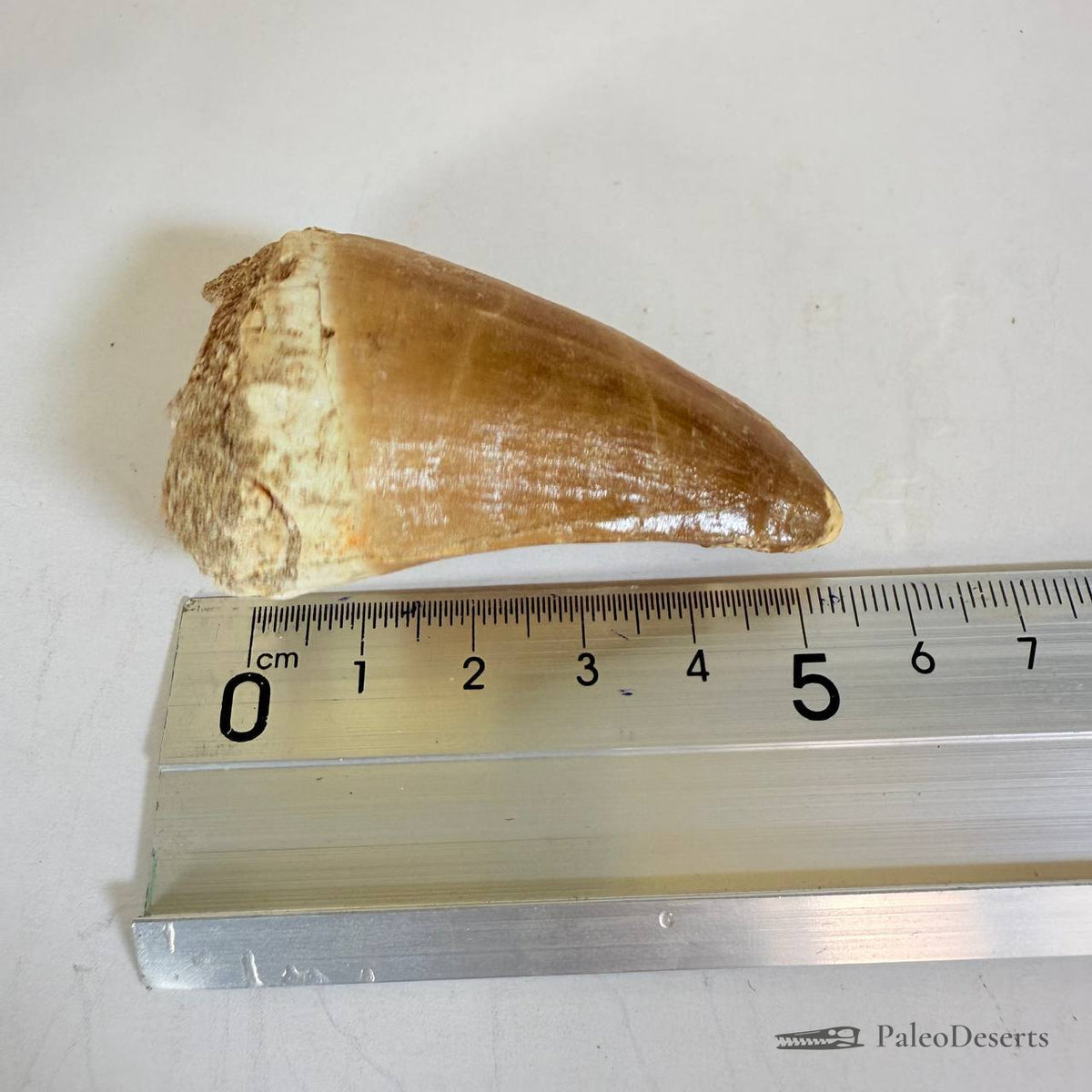 Mosasaurus hoffmanni Tooth Fossil
