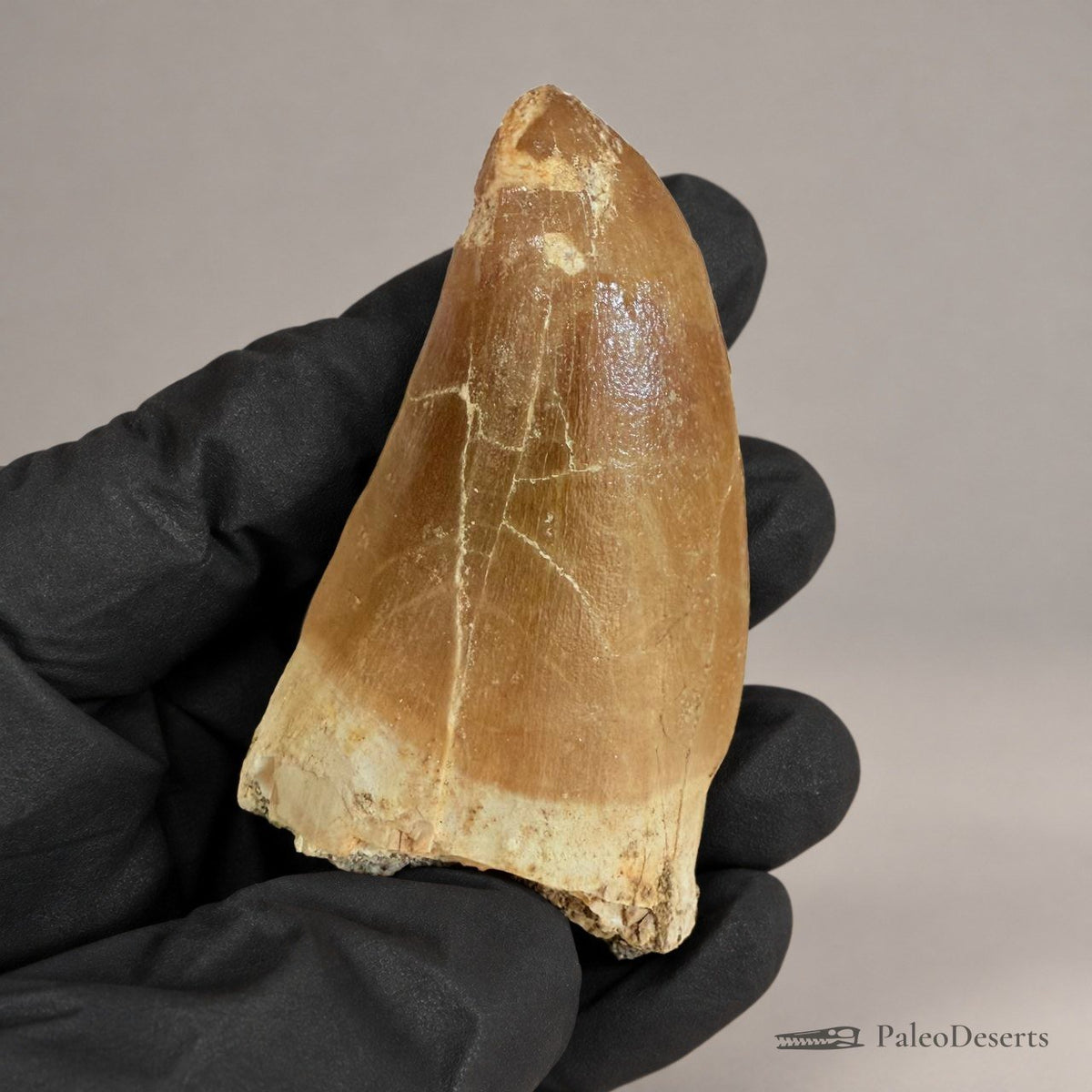 Mosasaurus hoffmanni Tooth Fossil – 2.4 in (6.0 cm), Morocco – Specimen M-45 – view 1