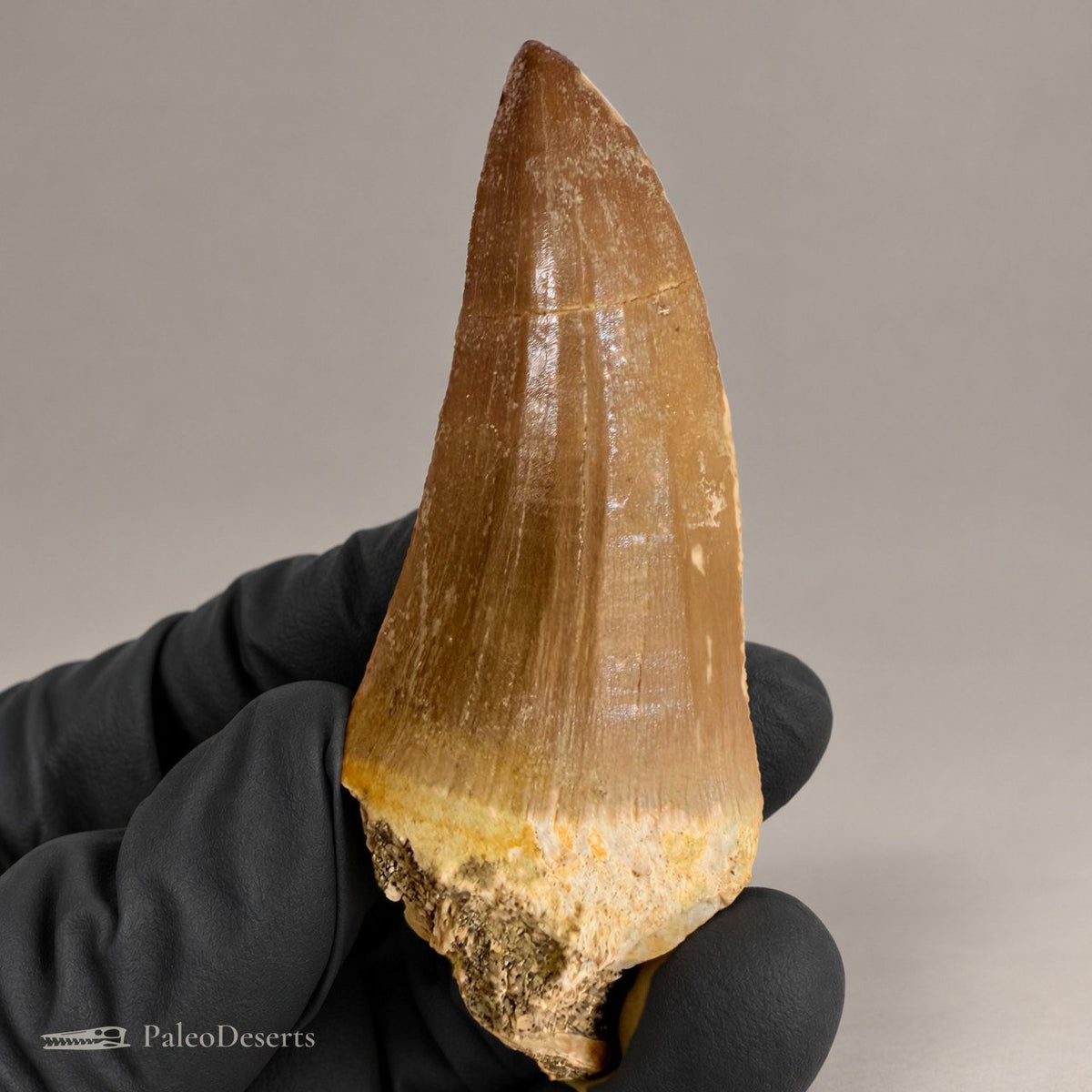 Mosasaurus hoffmanni Tooth Fossil – 2.4 in (6.0 cm), Morocco – Specimen M-47 – view 1