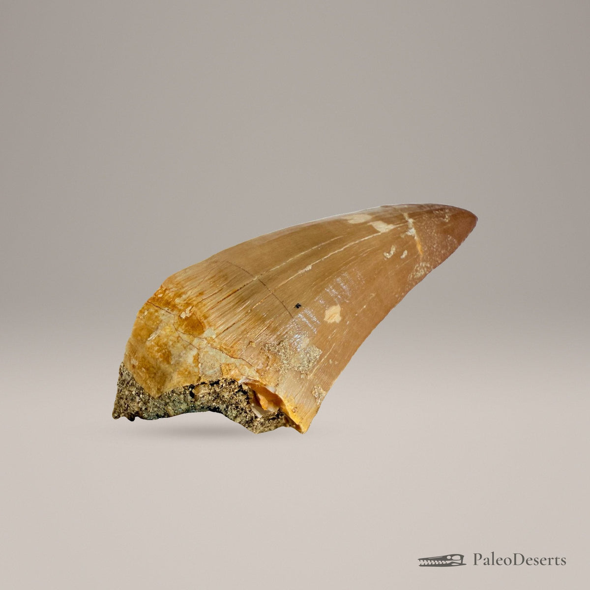 Mosasaurus hoffmanni Tooth Fossil – 2.4 in (6.0 cm), Morocco – Specimen M-47 – view 4