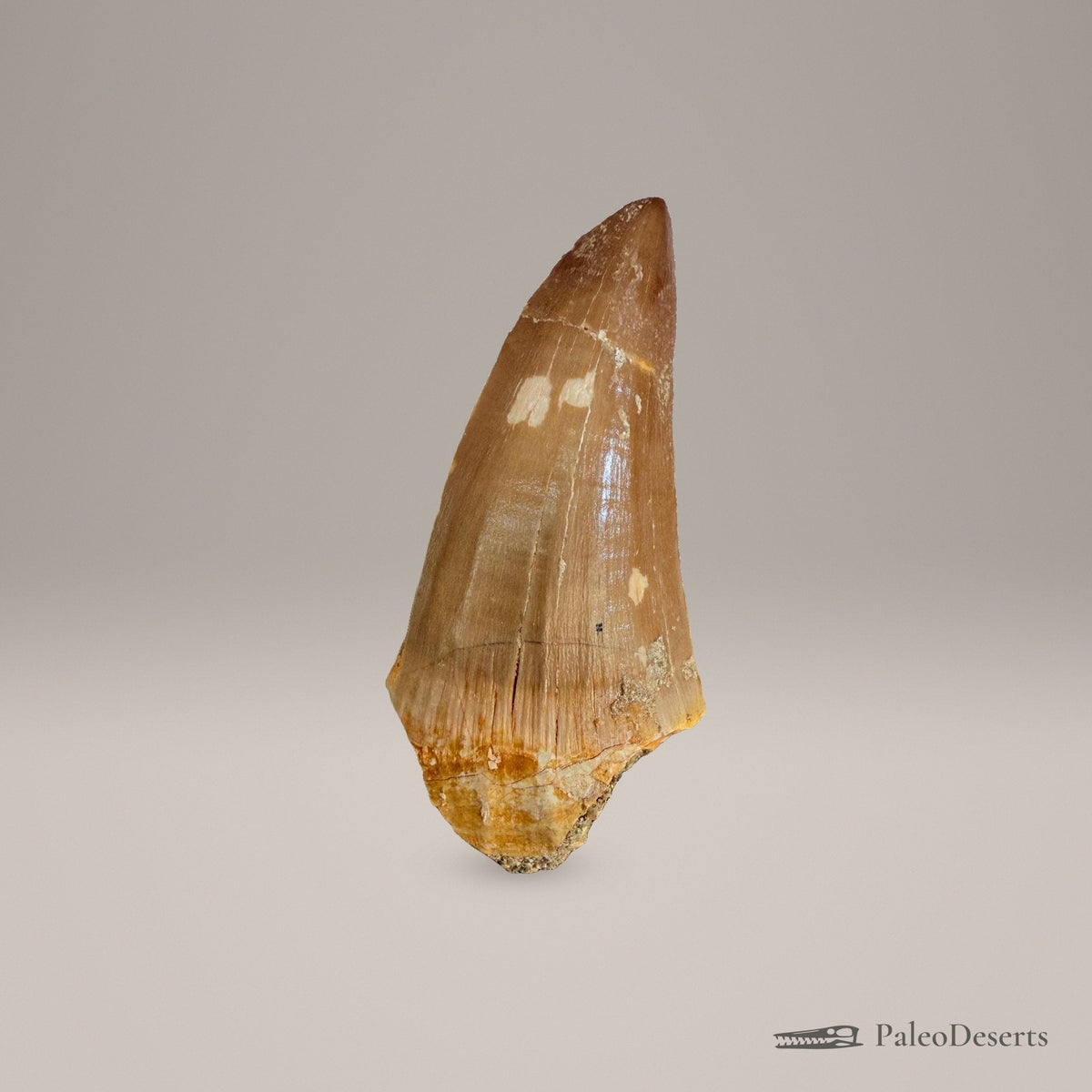 Mosasaurus hoffmanni Tooth Fossil – 2.4 in (6.0 cm), Morocco – Specimen M-47 – view 3