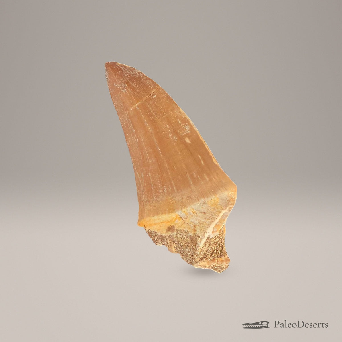 Mosasaurus hoffmanni Tooth Fossil – second view