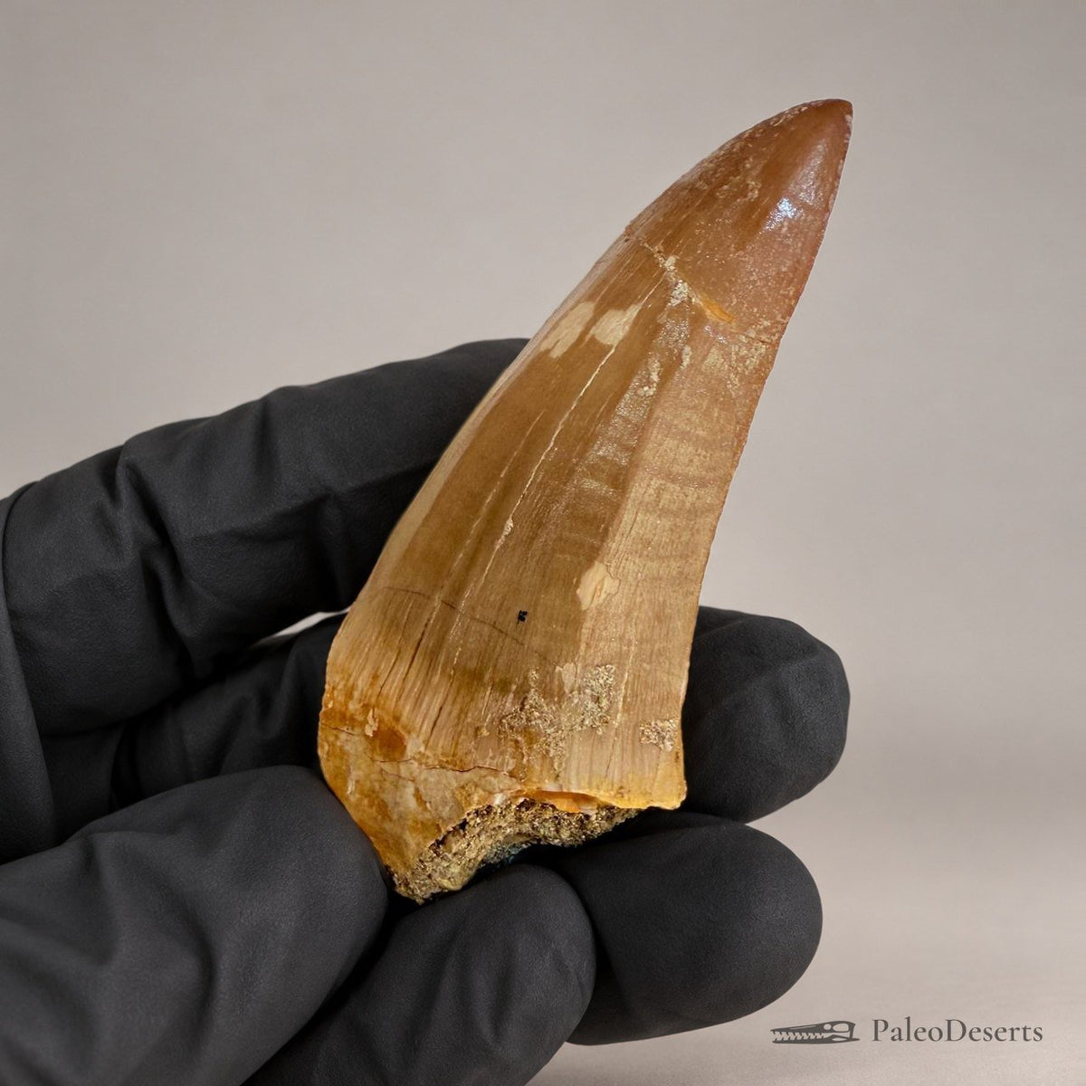 Mosasaurus hoffmanni Tooth Fossil – 2.4 in (6.0 cm), Morocco – Specimen M-47 – view 5