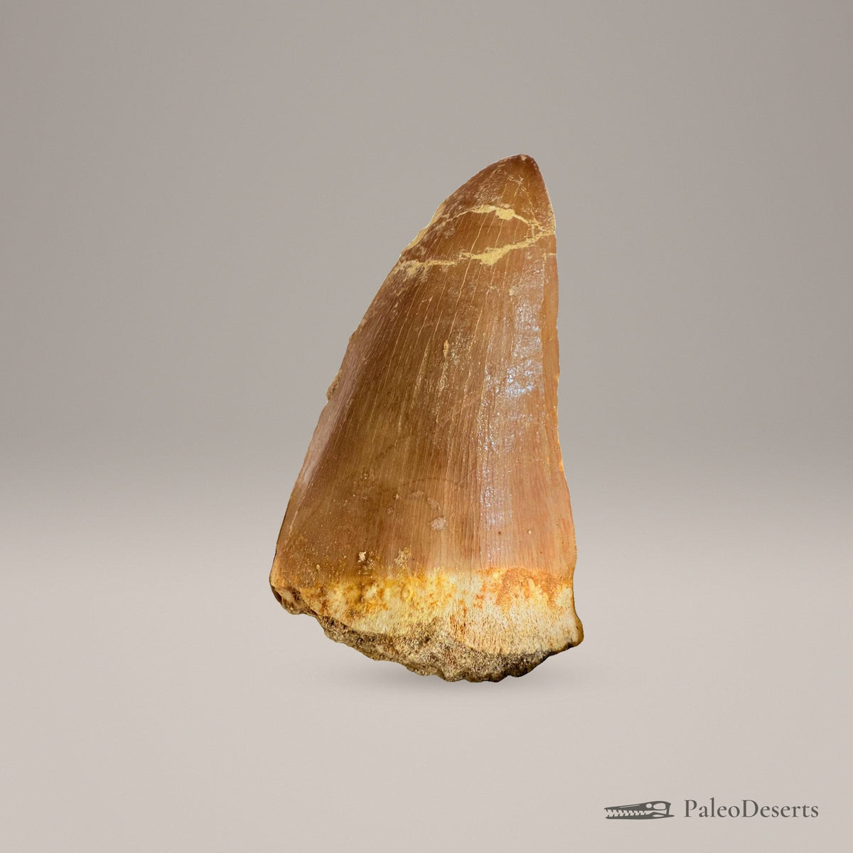 Mosasaurus hoffmanni Tooth Fossil – 2.4 in (6.0 cm), Morocco – Specimen M-48 - PaleoDeserts
