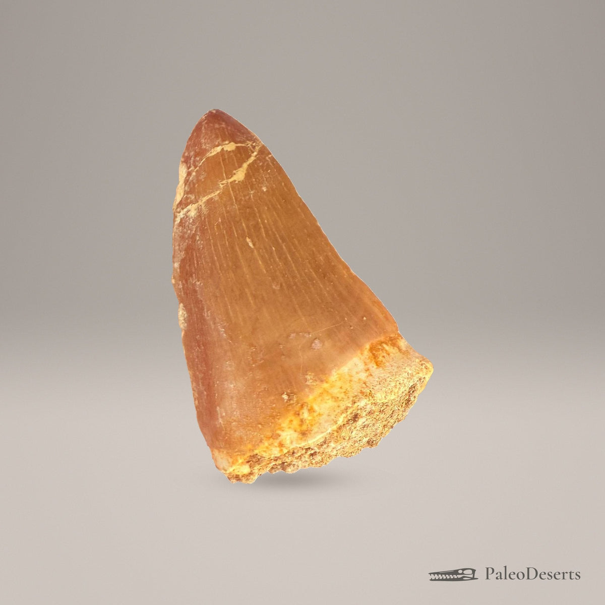 Mosasaurus hoffmanni Tooth Fossil – 2.4 in (6.0 cm), Morocco – Specimen M-48 – view 4